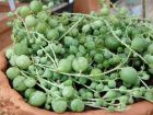 Séneçon de Rowley, Plante collier de perles, Kleinia à groseilles, Senecio rowleyanus