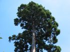 Séquoia géant, Sequoïadendron giganteum