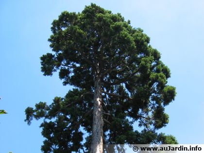 S�quoia g�ant (Sequoiadendron giganteum) : la fiche de cet arbre monumental