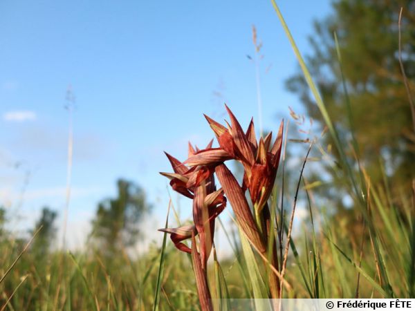 Serapias lingua