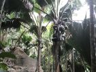 Les Seychelles, le fameux coco de mer (Lodoicea maldivica) dont la noix en forme de fesses est célèbre de part le monde Les Seychelles, le fameux coco de mer (Lodoicea maldivica) dont la noix en forme de fesses est célèbre de part le monde