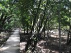 Les Seychelles, entre terre et mer, la mangrove est un lieu de biodiversité et de reproduction pour la vie marine Les Seychelles, entre terre et mer, la mangrove est un lieu de biodiversité et de reproduction pour la vie marine