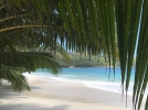 La flore des Seychelles