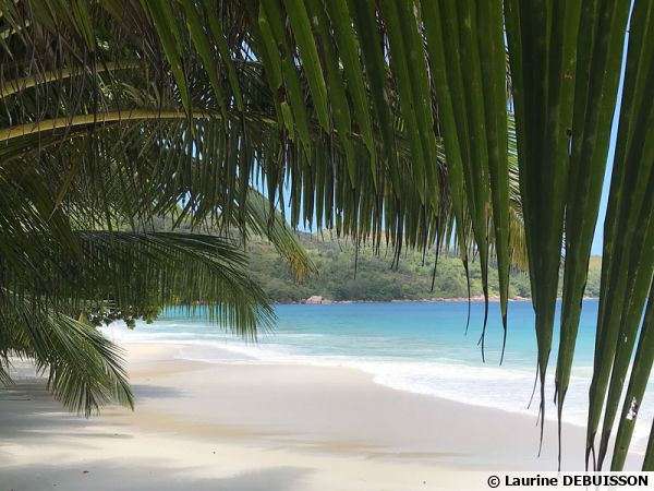 Les Seychelles, des plages paradisiaques mais aussi une faune et une flore unique préservée
