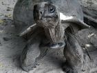 La fameuse tortue géante des Seychelles La fameuse tortue géante des Seychelles