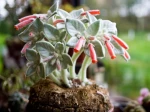 Edelweiss du Br�sil, Sinningia leucotricha