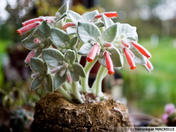 Edelweiss, Leontopodium alpinum : planter, cultiver, multiplier