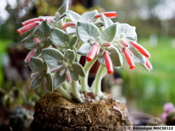 Edelweiss du Brésil, Sinningia leucotricha