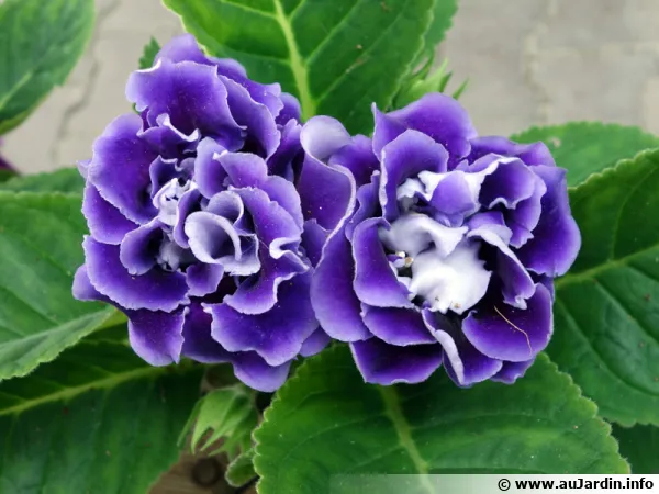 Gloxinia des fleuristes, Gloxinia lgant, Sinningia speciosa