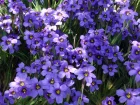 Bermudienne  feuilles troites, Herbe aux yeux bleus, Sisyrinchium angustifolium