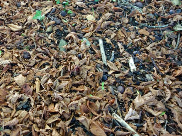 Sol couvert de feuilles mortes apportant naturellement de la matière organique