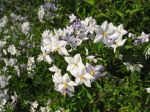 Morelle faux jasmin, Solanum jasminoides