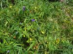 Solanum laciniatum Solanum laciniatum