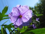 Fleur de Solanum laciniatum Fleur de Solanum laciniatum