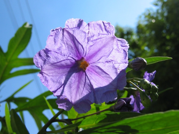 Fleur de Solanum laciniatum