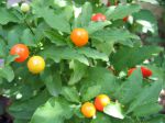 Pommier d'amour, Cerisier d'amour, Oranger de savetier, Solanum pseudocapsicum Pommier d'amour, Cerisier d'amour, Oranger de savetier, Solanum pseudocapsicum