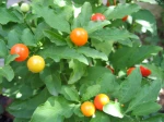 Pommier d'amour, Cerisier d'amour, Oranger de savetier, Solanum pseudocapsicum