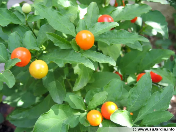 Pommier d'amour, Cerisier d'amour, Oranger de savetier, Solanum pseudocapsicum