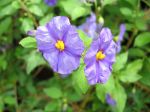 Arbre à gentiane, Solanum rantonnettii Arbre à gentiane, Solanum rantonnettii