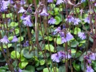 Soldanelle des montagnes, Soldanella montana
