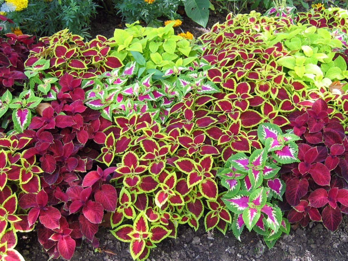 Colus (Solenostemon scutellarioides) : une explosion de couleurs pour vos  massifs et potes