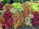 Col�us (Solenostemon scutellarioides) : une explosion de couleurs pour vos massifs et pot�es