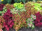 Colus, Coliole, Solenostemon