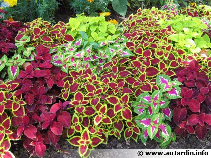 Col�us (Solenostemon scutellarioides) : une explosion de couleurs pour vos massifs et pot�es