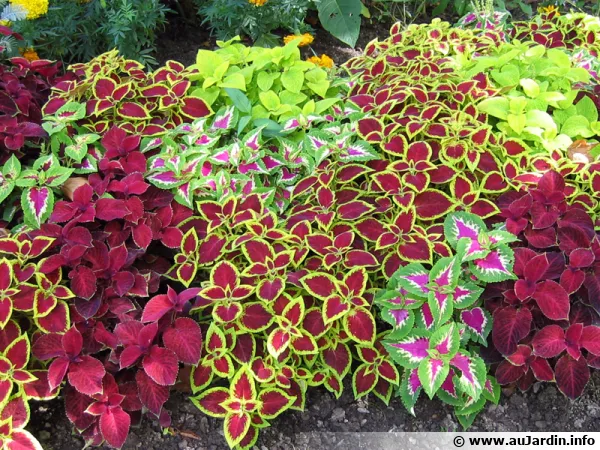 Colus, Coliole, Solenostemon