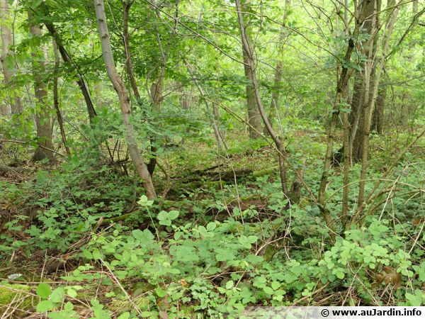 Nombreuses intéractions allélopathiques dans le milieu forestier