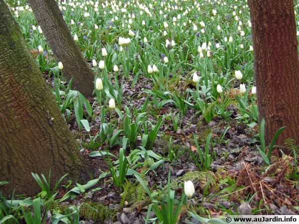 Des tulipes en sous-bois
