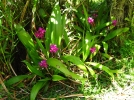 Spathoglottis plicata