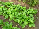 Epinard, Spinacia oleracea