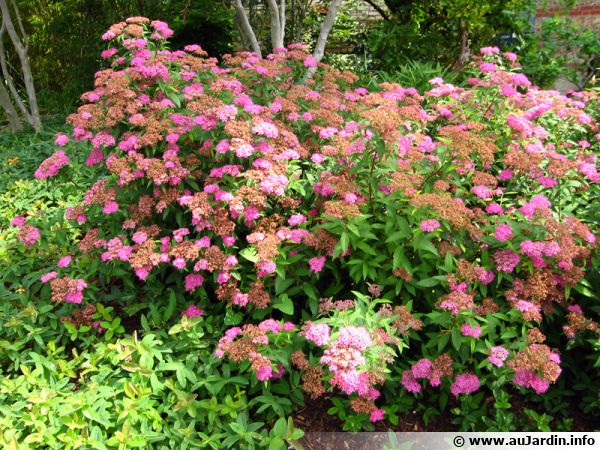 planter une spiree