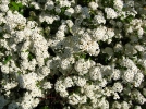 Spire de Vanhoutte, Spiraea x vanhouttei