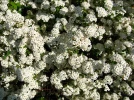 Spir�e de Vanhoutte, Spiraea x vanhouttei