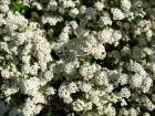 Spire de Vanhoutte, Spiraea x vanhouttei