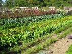 Domazine de St Jean de Beauregard, le superbe potager et ses légumes Domazine de St Jean de Beauregard, le superbe potager et ses légumes