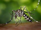 Le moustique tigre, Aedes albopictus