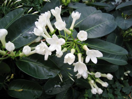 Jasmin étoilé d'Afrique, Jasmin sauvage étoilé, Jasminum multipartitum :  planter, cultiver, multiplier