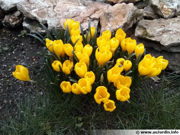 Crocus jaune d'automne, Vendangeuse, Sternbergia lutea