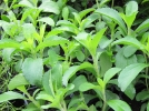 Herbe  sucre, Chanvre d'eau, Stevia rebaudiana