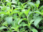 Herbe à sucre, Stevia rebaudiana Herbe à sucre, Stevia rebaudiana