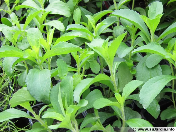Herbe à sucre, Stevia rebaudiana