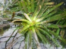 Alos d'eau, Ananas d'eau, Stratiotes faux-alos, Stratiotes alodes