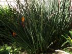 Oiseau du paradis sans feuille, Strelitzia juncea