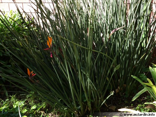 Oiseau Du Paradis Sans Feuille Strelitzia Juncea Planter