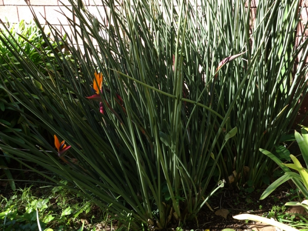 Oiseau du paradis sans feuille, Strelitzia juncea