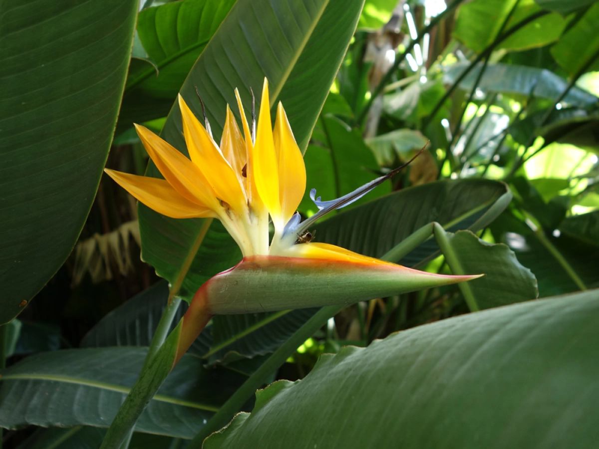 L'oiseau de paradis, une lgance tropicale dans votre jardin