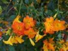 Streptosolen de Jameson, Browallia orange, Streptosolen jamesonii